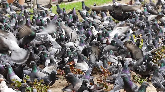 flock of pigeons