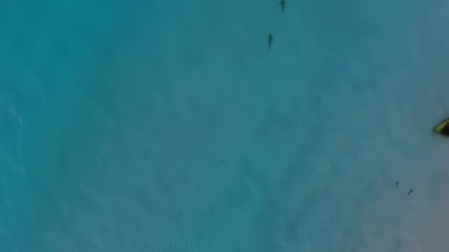 Two spotting harmless blacktip reef sharks were spotted in Redang Island, Malaysia