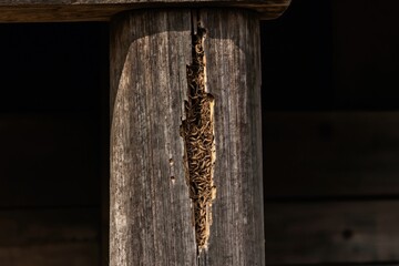 Fototapeta premium Close up weathered wood pillar shows termite damage, tunnel damage on timber. Rural house structure needs repair. Wood grain texture visible. Dry rot and decay.