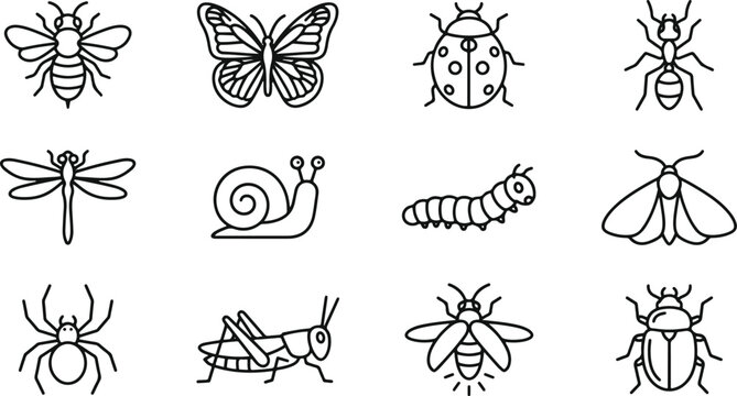 Black and white insect and bug illustration set