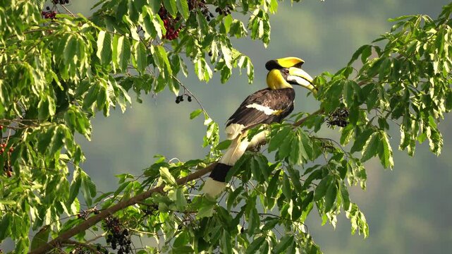 Wild Bird, Great hornbill eating wild fruits