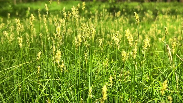 Dynamic horizontal shot of green sedge grass with small yellow spikes swaying in strong spring wind, sunny meadow background, fresh botanical growth, candid outdoor scene.