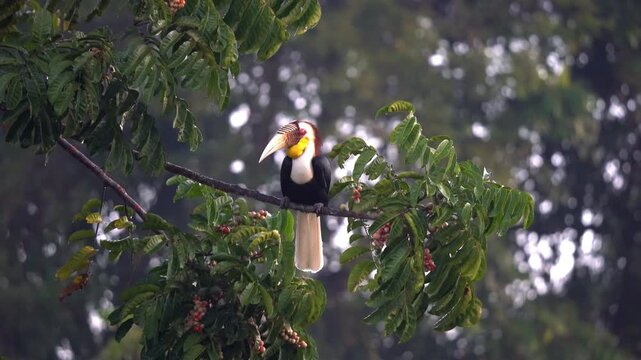 Wreathed Hornbill one of the beautiful bird in the forest
