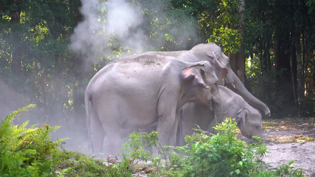 Asian Elephants playing in the mud