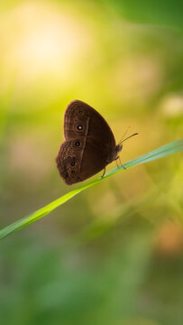 imperfect butterfly wings