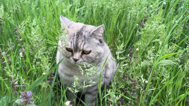 Cute cat sitting in the grass and mint plants.