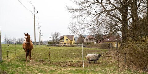 Pferd uns Schaf gemeinsam auf der Weide © Holger W. Spieker