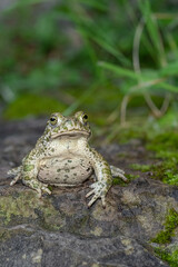 Fototapeta premium Looking at camera, the European green toad (Bufotes virdis)