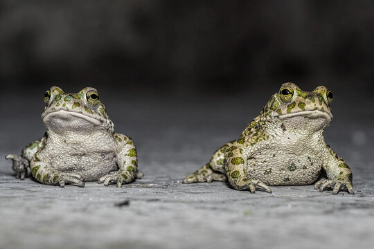 Two European green toad at twilight (Bufotes virdis)
