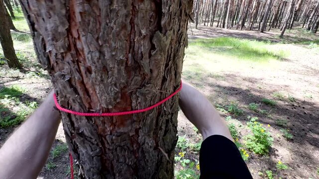 POV of a man tying a red paracord rope around a pine tree trunk. Survivalist practicing knot tying techniques in a sunny forest