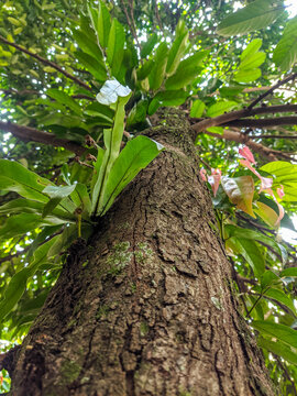 Low angle view of a large tree trunk with lush green foliage and epiphytic plants growing along its bark, capturing tropical biodiversity and natural forest vitality