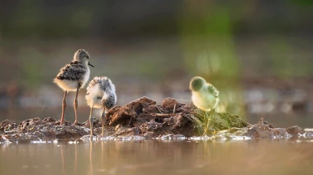 Three Black-winged Stilt Chicks Preening On Muddy Ground