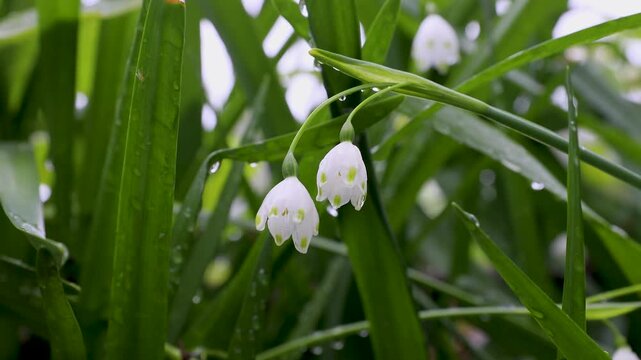 風に揺れるスノーフレーク　‐Leucojum‐