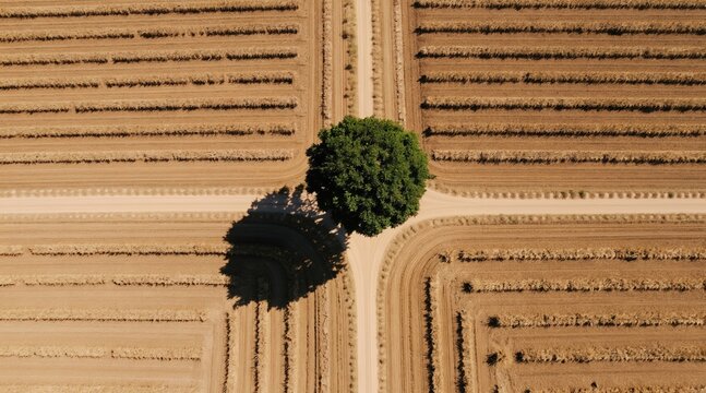 Single tree stands in crossroads of dry harvested farm fields. Aerial view shows patterns of rural land after harvest. Vast agricultural landscape shows earth texture.