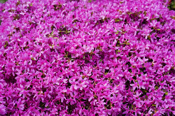 Obraz premium Kleinblütiger Rhododendron