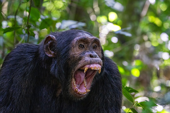 An adult chimpanzee, pan troglodytes, bares his teeth whilst communicating with the rest of the community. Kibale National Park, Uganda.