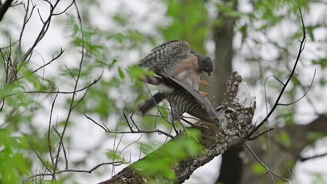 Rare wildlife behavior showing a pair of sparrowhawk birds of prey mating on a tree branch in their natural forest habitat, featuring the male balancing with flapping wings.
