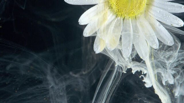 White daisy swirling in black ink, stem wrapped by twisting currents and delicate droplets, cinematic motion study for creative projects