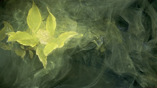 Yellow green flower in smoky backdrop, translucent leaves float in emerald ink creating mysterious botanical portrait with soft swirling mist