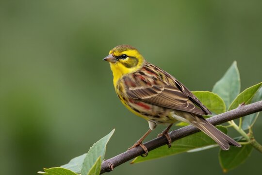 Male yellowhammer bird with yellow plumage sits on a tree branch. The passerine songbird has colorful feathers and looks right. Wildlife in natural habitat.