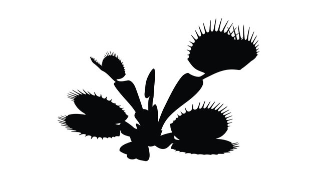 Venus flytrap plant silhouette on a white background