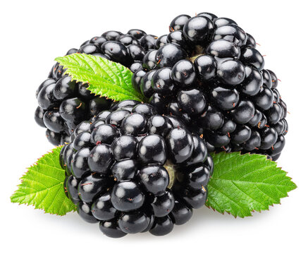Three large, ripe blackberries with blackberry leaves isolated on a white background. Detailed macro stacking method image.
