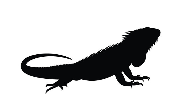 Black iguana silhouette on a white background silhouette