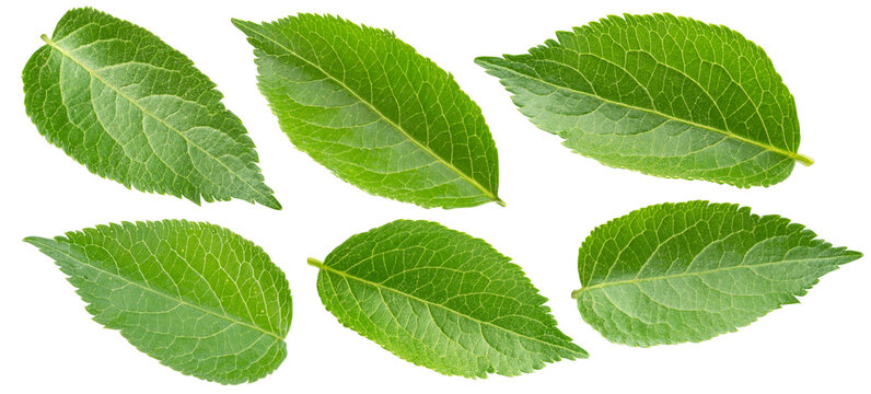 Green elderberry leaves isolated on a white background.