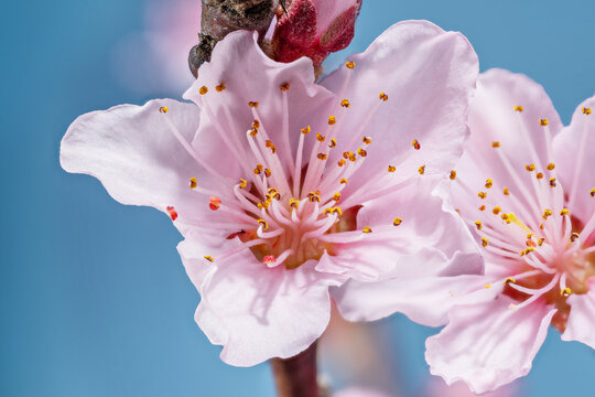 Blooming peach tree branches with delicate pink flowers on a blue background.
