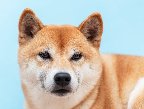 Portrait of a Shiba Inu dog on a blue background, showing a cute and expressive purebred pet.