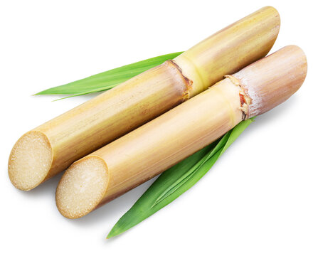 Fresh sugar cane stalks with fresh sugarcane leaves isolated on a white background. Natural sweetener and agricultural product concept.