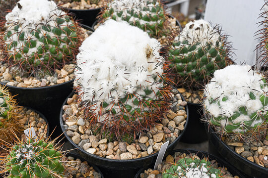 Close-up indoor cactus Coryphantha greenwoodii