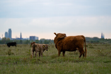 Fototapeta premium Brown cow grazing on meadow with calf in background and urban horizon