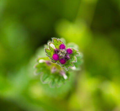 Small purple henbit deadnettle flower buds emerge from fuzzy green leaves in this top-down macro. The vibrant fuchsia points contrast beautifully with a soft, lush green background in early spring.
