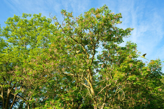 Ring-necked parakeets in the Vincennes wood. Paris 12th arrondissement