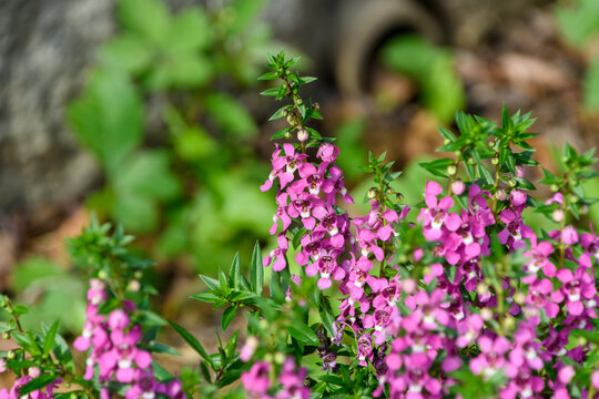 Vibrant pink Angelonia flowers blooming beautifully in a summer garden under bright sunlight. A lush natural scene featuring spikes of delicate blossoms and green leaves, perfect for gardening web ban