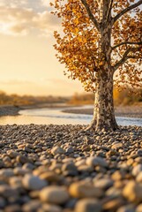 Obraz premium Generated ai set photos Golden Autumn Sycamore Tree Standing Gracefully by the Serene Riverbed at Sunset