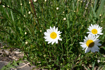 Group of common daisy in green field. Ultra wide shot of Bellis perennis growing in green meadow. © glashaut