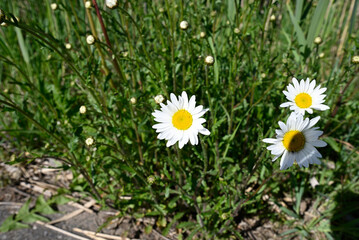 Group of common daisy in green field. Ultra wide shot of Bellis perennis growing in green meadow. © glashaut