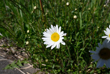 Group of common daisy in green field. Ultra wide shot of Bellis perennis growing in green meadow. © glashaut