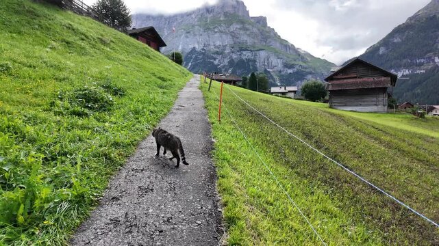 Scenic Grindelwald Village and Eiger North Face in Switzerland