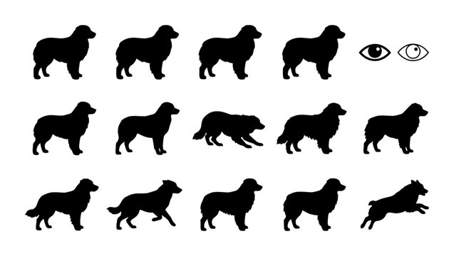 Dog Silhouettes Collection: Border Collie Poses, Vector Icons for Pet Lovers and Animal Graphics