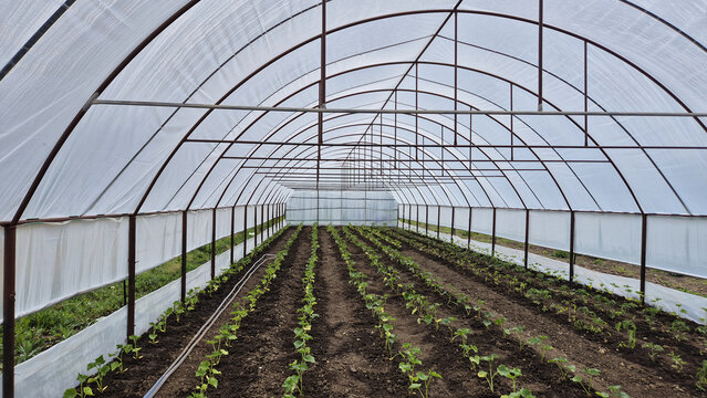 The interior of a long, arched polytunnel greenhouse showing neat rows of small green plants growing in dark soil.
