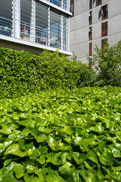 Foliage fills a garden edge at La Confluence in Lyon, France, connecting urban greenery with facade architecture and building detail