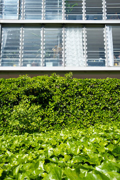 Greenery rises beneath shaded windows at La Confluence in Lyon, France, revealing a vertical garden facade detail in urban architecture
