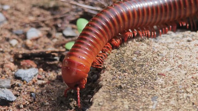 Giant millipede on the floor.