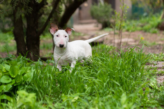 white bull terrier puppy is walking in the green grass