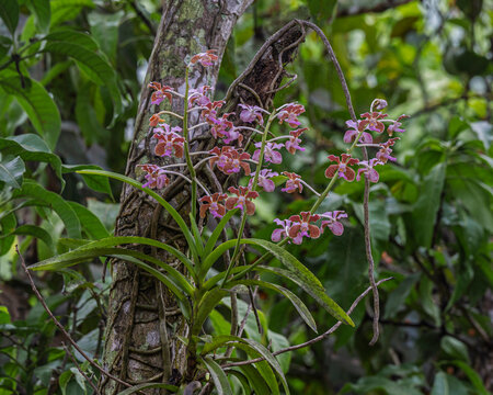 Closeup view of colorful epiphytic orchid species vanda bensonii with orange brown and purple pink flowers blooming in tropical garden