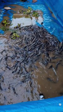 High angle shot of a swarm of juvenile catfish swimming in a muddy blue tarpaulin pond.