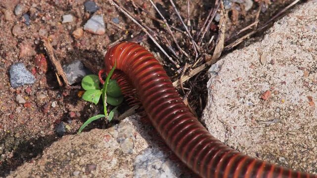Giant millipede on the floor.